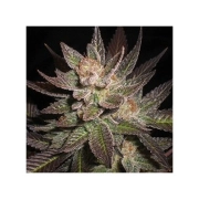 Purple Haze – Positronics – Feminisiert