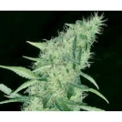Somango #47 Cannabisblüte – gewachsen aus Feminisierte Hanfsamen von Positronics