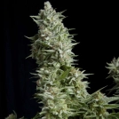 Alpujarreña Cannabisblüte – gewachsen aus Feminisierte Hanfsamen von Pyramid Seeds