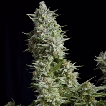 Alpujarreña Cannabisblüte – gewachsen aus Feminisierte Hanfsamen von Pyramid Seeds