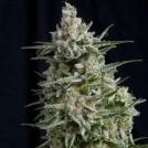 Anesthesia Cannabisblüte – gewachsen aus Feminisierte Hanfsamen von Pyramid Seeds