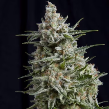 Anesthesia Cannabisblüte – gewachsen aus Feminisierte Hanfsamen von Pyramid Seeds