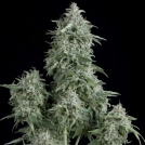 Anubis Cannabisblüte – gewachsen aus Feminisierte Hanfsamen von Pyramid Seeds