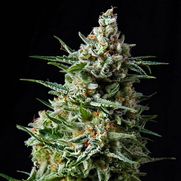 Auto Anesthesia Cannabisblüte – gewachsen aus Automatic Hanfsamen von Pyramid Seeds