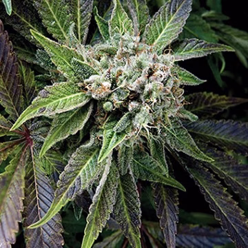 Auto Blue Pyramid Cannabisblüte – gewachsen aus Automatic Hanfsamen von Pyramid Seeds