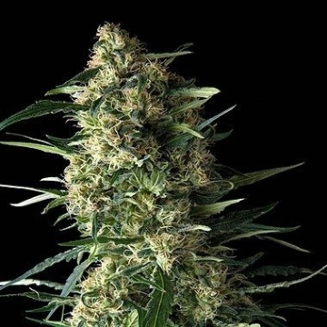 Auto Galaxy Cannabisblüte – gewachsen aus Automatic Hanfsamen von Pyramid Seeds
