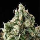 Auto Lennon Cannabisblüte – gewachsen aus Automatic Hanfsamen von Pyramid Seeds