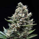 Auto Nefertiti Cannabisblüte – gewachsen aus Automatic Hanfsamen von Pyramid Seeds