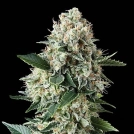 Auto New York City Cannabisblüte – gewachsen aus Automatic Hanfsamen von Pyramid Seeds