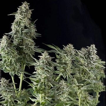 Auto Northern Lights Cannabisblüte – gewachsen aus Automatic Hanfsamen von Pyramid Seeds