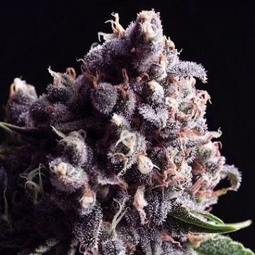 Auto Purple Cannabisblüte – gewachsen aus Automatic Hanfsamen von Pyramid Seeds