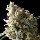 Auto Super Hash Cannabisblüte – gewachsen aus Regulaere Hanfsamen von Pyramid Seeds