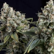 Auto Tutankhamon Cannabisblüte – gewachsen aus Automatic Hanfsamen von Pyramid Seeds