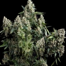 Tutankhamon Cannabisblüte – gewachsen aus Feminisierte Hanfsamen von Pyramid Seeds