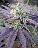 Blue OX Cannabisblüte – gewachsen aus Regulaere Hanfsamen von Rare Dankness