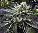 Commerce City Kush Cannabisblüte – gewachsen aus Regulaere Hanfsamen von Rare Dankness