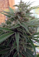 Flo OG Cannabisblüte – gewachsen aus Regulaere Hanfsamen von Rare Dankness
