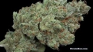Ghost Train Haze #1 Cannabisblüte – gewachsen aus Feminisierte Hanfsamen von Rare Dankness