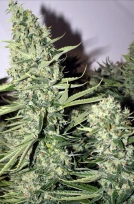 Longs Peak Blue Cannabisblüte – gewachsen aus Regulaere Hanfsamen von Rare Dankness