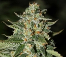 Midas Cannabisblüte – gewachsen aus Regulaere Hanfsamen von Rare Dankness