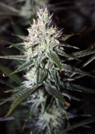 Moonshine Haze Cannabisblüte – gewachsen aus Regulaere Hanfsamen von Rare Dankness