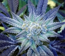 Night Terror OG Cannabisblüte – gewachsen aus Regulaere Hanfsamen von Rare Dankness