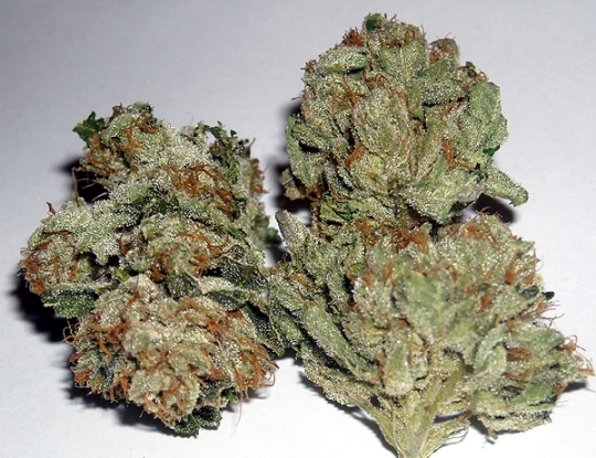 Rug Burn OG – Rare Dankness – Regulär