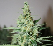 Tangerine Trainwreck Haze Cannabisblüte – gewachsen aus Regulaere Hanfsamen von Rare Dankness