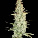 Cole Train Cannabisblüte – gewachsen aus Feminisierte Hanfsamen von Reserva Privada