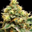Confidential Cheese Cannabisblüte – gewachsen aus Feminisierte Hanfsamen von Reserva Privada