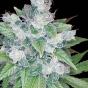 Kandy Kush – Reserva Privada – Feminisiert – Produktansicht 2