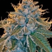 Kosher Kush – Reserva Privada – Regulär – Produktansicht 2