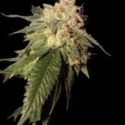 OG Kush – Reserva Privada – Feminisiert – Produktansicht 2