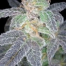 Purple OG #18 Cannabisblüte – gewachsen aus Feminisierte Hanfsamen von Reserva Privada