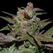 Purple Wreck – Reserva Privada – Regulär – Produktansicht 2