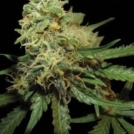 RKS Cannabisblüte – gewachsen aus Feminisierte Hanfsamen von Reserva Privada
