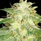 Silver Bubble Cannabisblüte – gewachsen aus Regulaere Hanfsamen von Reserva Privada
