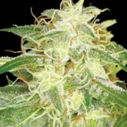 Silver Bubble – Reserva Privada – Feminisiert – Produktansicht 2