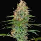 Silver Kush Cannabisblüte – gewachsen aus Feminisierte Hanfsamen von Reserva Privada