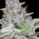 Skywalker Kush Cannabisblüte – gewachsen aus Feminisierte Hanfsamen von Reserva Privada