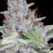 Skywalker Kush Cannabisblüte – gewachsen aus Feminisierte Hanfsamen von Reserva Privada