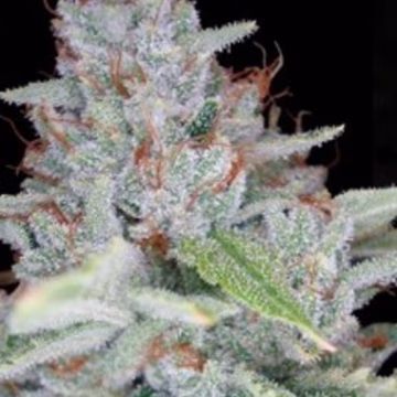 Skywalker Kush Cannabisblüte – gewachsen aus Feminisierte Hanfsamen von Reserva Privada