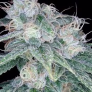 Sour Diesel Cannabisblüte – gewachsen aus Feminisierte Hanfsamen von Reserva Privada