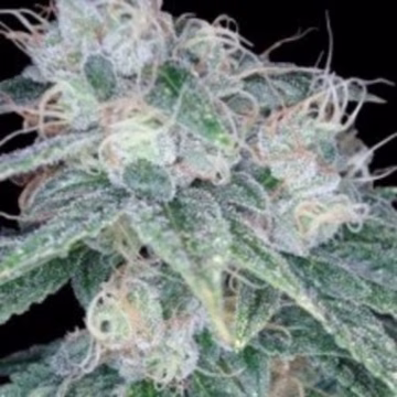 Sour Diesel Cannabisblüte – gewachsen aus Feminisierte Hanfsamen von Reserva Privada