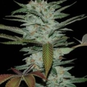 Sour Kush – Reserva Privada – Regulär – Produktansicht 2