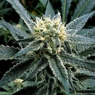 Strawberry Banana Cannabisblüte – gewachsen aus Feminisierte Hanfsamen von Reserva Privada