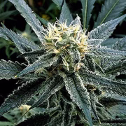 Strawberry Banana Cannabisblüte – gewachsen aus Feminisierte Hanfsamen von Reserva Privada
