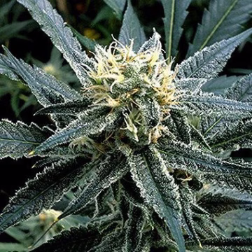 Strawberry Banana Cannabisblüte – gewachsen aus Feminisierte Hanfsamen von Reserva Privada