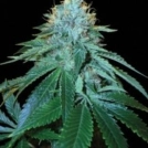 The OG #18 Cannabisblüte – gewachsen aus Feminisierte Hanfsamen von Reserva Privada