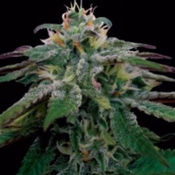 X18 Pure Pakistani Cannabisblüte – gewachsen aus Feminisierte Hanfsamen von Reserva Privada